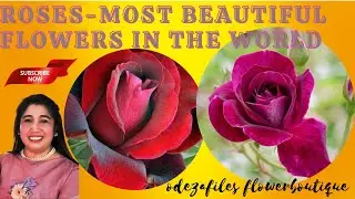 THE MOST BEAUTIFUL FLOWERS IN THE WORLD || ODEZAFILES FLOWER BOUTIQUE | FLORISTS