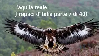 L'aquila reale (aquila chrysaetos)