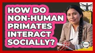 How Do Non-Human Primates Interact Socially?