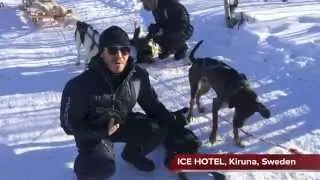 Dog Sledding in Sweden