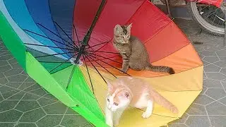 Dua anak kucing bermain bahagia dengan payung pelangi