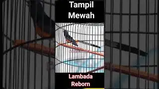 Muraibatu Lambada Reborn #kicaumania  #burung #kicaumanianusantara #muraibatu # masteranmuraibatu