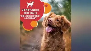 IAMS Minichunks Adult Dry Dog Food Lamb & Rice Recipe Dog Kibble, 38.5 lb. Bag review