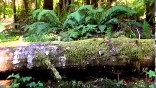 Bigfooting/Hiking moss covered stumpsquatch