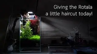Time to get a hair cut for our Rotala! (15 cm. nano tank)