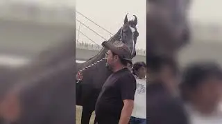 TAPI HORSE SHOW 2026 🎠🏇