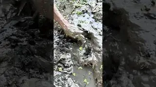 Village people  in muddy water #shorts
