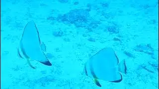 @kenyadivingcenter @kenyadiving @scubalessons @scubadiving @Papamanyotadivingcenter@mombasadiving@