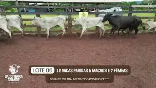 LOTE 06