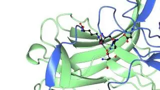Arrestin and phosphorylated G protein coupled receptor