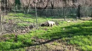 Una passeggiata fuori con Ginger in questo bel 26 12 2025 Buon San. Stefano