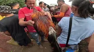 tatay tony bagsak presyu na ulit mga manok.