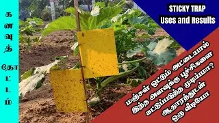 கனவுத் தோட்டம் | எட்டு வகை வெண்டையை காப்பாற்றிய ஒட்டும் அட்டை | Yellow Sticky Trap Uses and Results