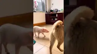 Cute Pet Dog Pig Little Fragrant Pig Dog Walking Pig