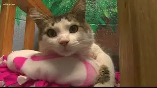 World Spay Day