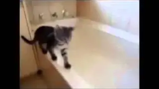 прикольный кот