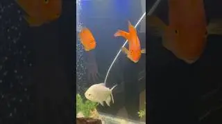 Electric Fish ☠️ Current In Fish Tank #shorts