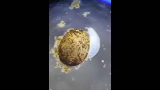A microscopic mollusc that's all I know 