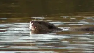 Beaver Shot