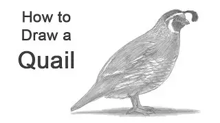 How to Draw a Quail