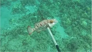 Aweoweo Hunting