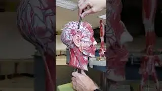 Head Model