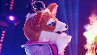 Queen corgi sing 