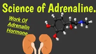 What Is Adrenaline?How Adrenalin Work/Urdu,Hindi.