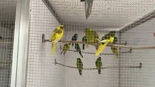 Today we are going together to Copsewood Aviaries, our Friend brought us some birds &hearts;️