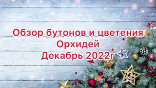 Обзор бутонов и цветение орхидей в декабре 2022 года #орхидеи #цветениеорхидеи #уходзаорхидеями #