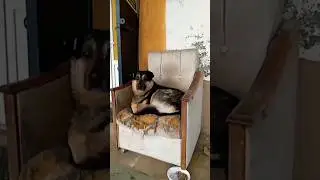 Пес в кресле