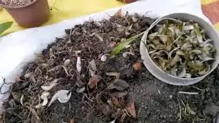 ak zambak çağaltma