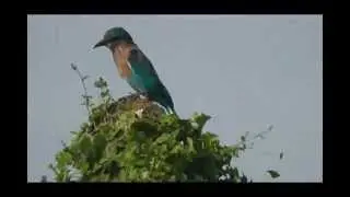 PALAPITTA-ANDHRA PRADESH STATE BIRD