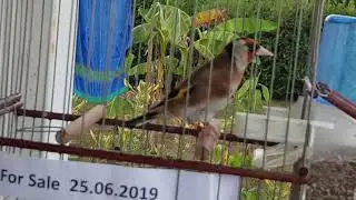 25. lipnja 2019.Bolek- Chardonneret , El jilguero,bird , cardellino pezzat
