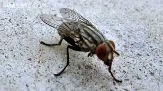 CANON SX60 HS MACRO FOCUS TEST - FLY