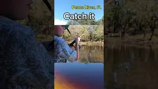 CHANNEL CATFISH Catch & Cook with my Son!! #florida #fishing #dad #boat #cat #catfish #fish #fyp
