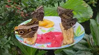 KEY WEST BUTTERFLY AND NATURE CONSERVATORY