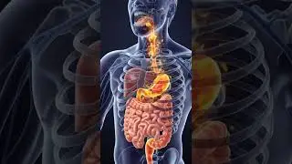 Burger Digestion Process | What Happens When You Eat Fast Food, what happens when you eat a burger