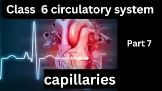 Capillary||what is capillaries||capillries kya hota hai|capillaries circulatory system