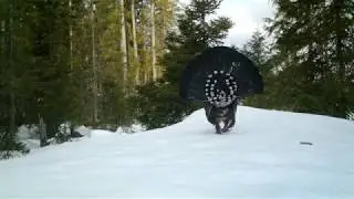 Токующий глухарь №001. Фотоловушка Bolyguard MG983G-30M.