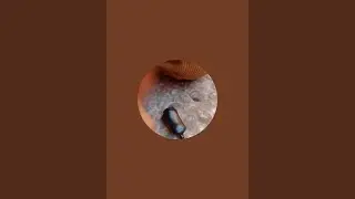 bimbopolis  est&aacute; en vivo