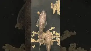 ЛУЧШИЕ СОВЕТЫ ПО КОРМЛЕНИЮ ОТОСИНКЛЮСА