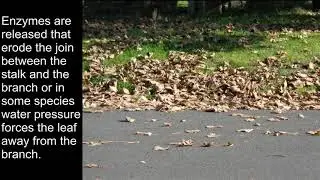 In Autumn What Controls Which Leaves on a Tree Fall First?