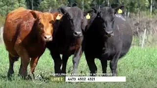 Lote2