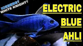 Electric Blue Hap (SCIAENOCHROMIS FRYERI) - SPECIES PROFILE