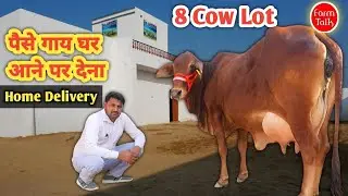 गाय के पैसे नहीं देने😍 घर आने पर देना Cash on Delivery 🚚 Free Transport 8 Sahiwal Rathi Gir Cow Farm