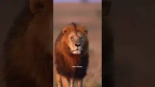 1 V/S 11 Lions🦁| Morani part 2 |#lion #fight