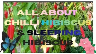 How to care chilli hibiscus and Sleeping hibiscus 🌺