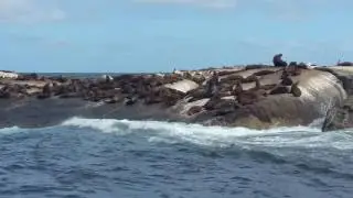 Seal Island, Cape Town, South Africa