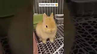 Bunny Washing Face 🐰✨ | Cutest Routine Ever